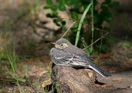 Attēlu rezultāti vaicājumam “Motacilla alba adult”