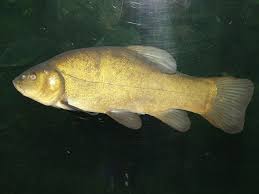 Image result for Tinca tinca