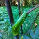 Attēlu rezultāti vaicājumam “Angelica sylvestris fruit”