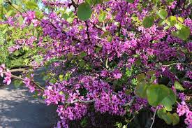 Attēlu rezultāti vaicājumam “Cercis siliquastrum”