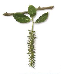 Attēlu rezultāti vaicājumam “Salix pentandra fruit”