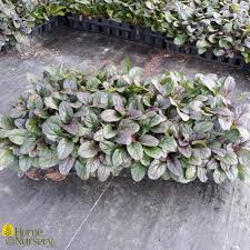 Attēlu rezultāti vaicājumam “Ajuga reptans”