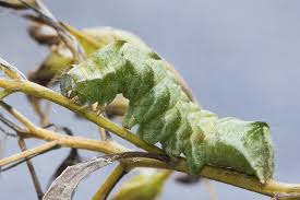 Attēlu rezultāti vaicājumam “Melanchra persicariae larva”