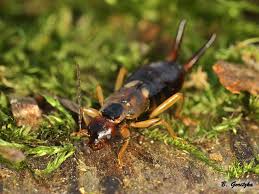 Attēlu rezultāti vaicājumam “Forficula auricularia female”