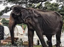 Image result for sad elephant