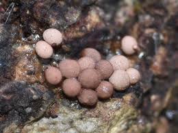 Attēlu rezultāti vaicājumam “Arcyria affinis spores”