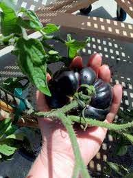 Afbeeldingsresultaat voor dark purple beefsteak tomato