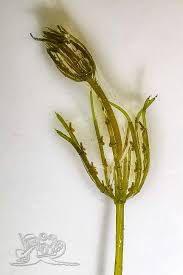 Attēlu rezultāti vaicājumam “Chara contraria”