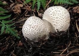 Attēlu rezultāti vaicājumam “Reticularia lycoperdon young”