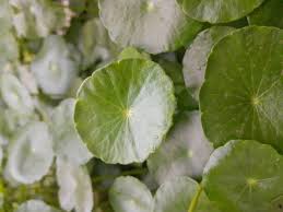 Attēlu rezultāti vaicājumam “Hydrocotyle vulgaris flower”