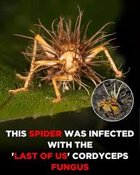 Attēlu rezultāti vaicājumam “Cordyceps”