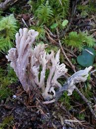 Attēlu rezultāti vaicājumam “Clavulina cinerea”