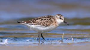 Attēlu rezultāti vaicājumam “Calidris minuta”