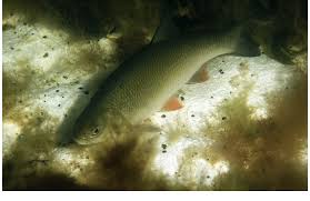 Attēlu rezultāti vaicājumam “Leuciscus idus”