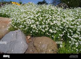 Attēlu rezultāti vaicājumam “Stellaria holostea flower”