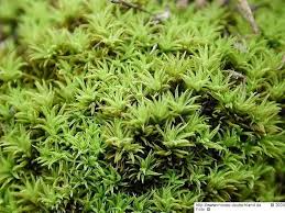 Attēlu rezultāti vaicājumam “Tortella inclinata”