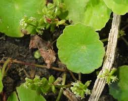 Attēlu rezultāti vaicājumam “Hydrocotyle vulgaris fruit”