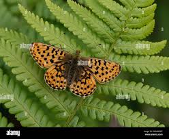 Attēlu rezultāti vaicājumam “Clossiana euphrosyne”