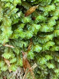 Attēlu rezultāti vaicājumam “Plagiochila asplenioides”