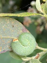 Attēlu rezultāti vaicājumam “Trichia ambigua stalked”
