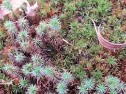 Attēlu rezultāti vaicājumam “Atrichum undulatum sporophyte”