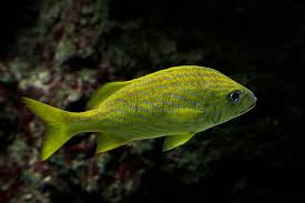 Image result for Haemulon flavolineatum