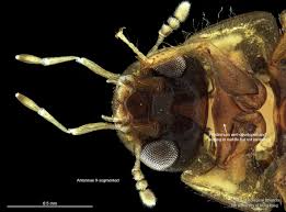 Attēlu rezultāti vaicājumam “Enochrus affinis”
