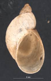 Attēlu rezultāti vaicājumam “Succinea”