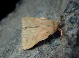 Attēlu rezultāti vaicājumam “Malacosoma castrensis”