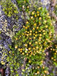 Attēlu rezultāti vaicājumam “Orthotrichum pumilum”