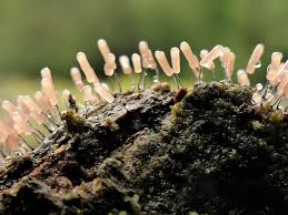 Attēlu rezultāti vaicājumam “Stemonitopsis typhina stalked”