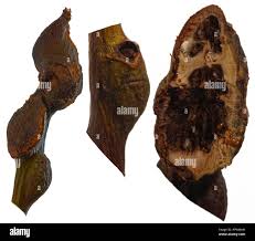 Attēlu rezultāti vaicājumam “Rhabdophaga rosaria”