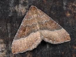 Attēlu rezultāti vaicājumam “Larentia clavaria”