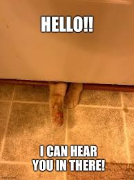 Image result for lulcatz