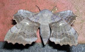 Attēlu rezultāti vaicājumam “Laothoe populi”