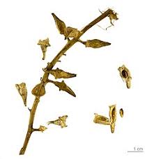 Attēlu rezultāti vaicājumam “Cakile maritima subsp. baltica flower”