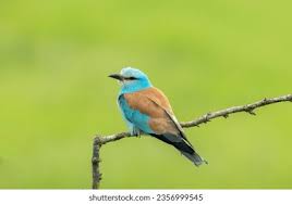 Attēlu rezultāti vaicājumam “Coracias garrulus”