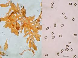 Attēlu rezultāti vaicājumam “Hygrocybe pseudoconica”