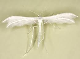 Attēlu rezultāti vaicājumam “Pterophorus pentadactyla”