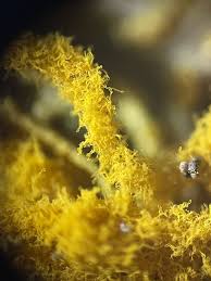 Attēlu rezultāti vaicājumam “Hemitrichia sordivesiculosa sessile”