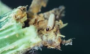 Attēlu rezultāti vaicājumam “Stemonitopsis aequalis (var. aequalis) macro”