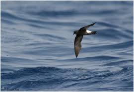 Image result for Oceanites oceanicus