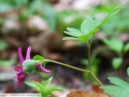 Attēlu rezultāti vaicājumam “Corydalis intermedia flower”