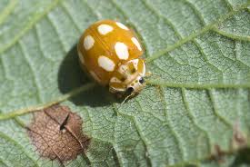 Attēlu rezultāti vaicājumam “Calvia decemguttata”