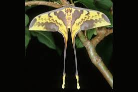 Attēlu rezultāti vaicājumam “Saturniidae”