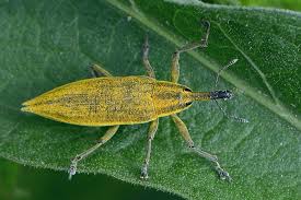 Attēlu rezultāti vaicājumam “Lixus iridis”