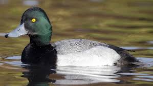 Image result for Aythya marila