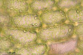 Attēlu rezultāti vaicājumam “Mylia anomala”