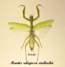 Attēlu rezultāti vaicājumam “Mantis religiosa”