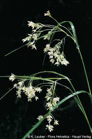 Attēlu rezultāti vaicājumam “Luzula luzuloides”